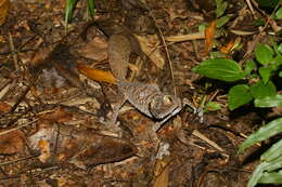 Image of Common Flat-tail Gecko