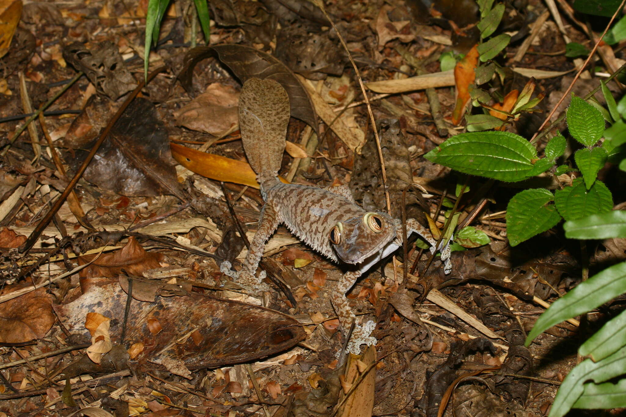 Image of Common Flat-tail Gecko