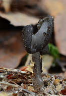 Imagem de Helvella ephippium Lév. 1841