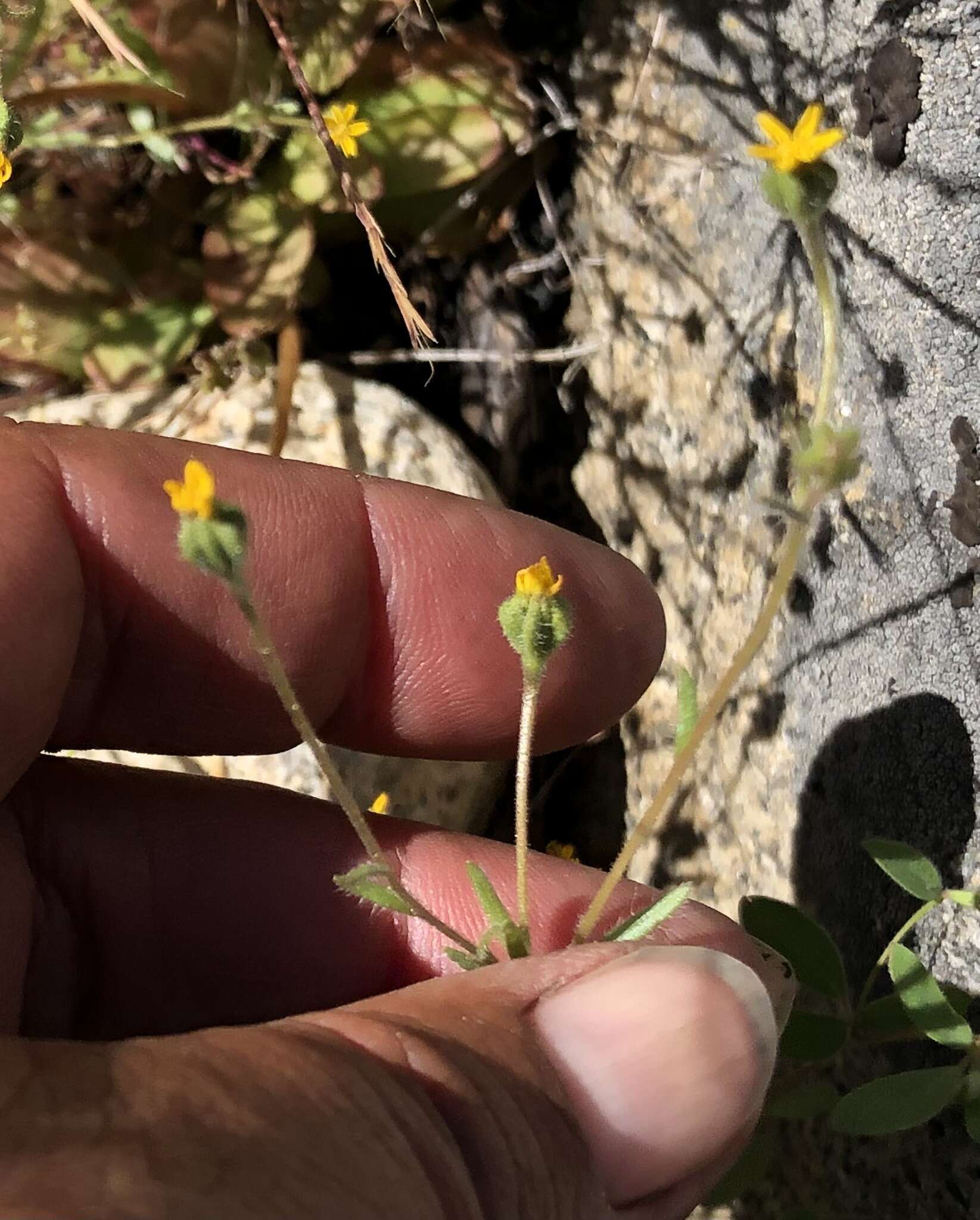 Image of Yosemite tarweed