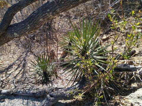 Image of Yucca capensis L. W. Lenz