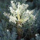 Imagem de Astragalus denudatus Stev.