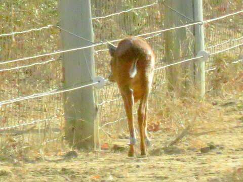 Image of Natal Duiker