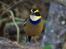 Image of Javan Banded Pitta