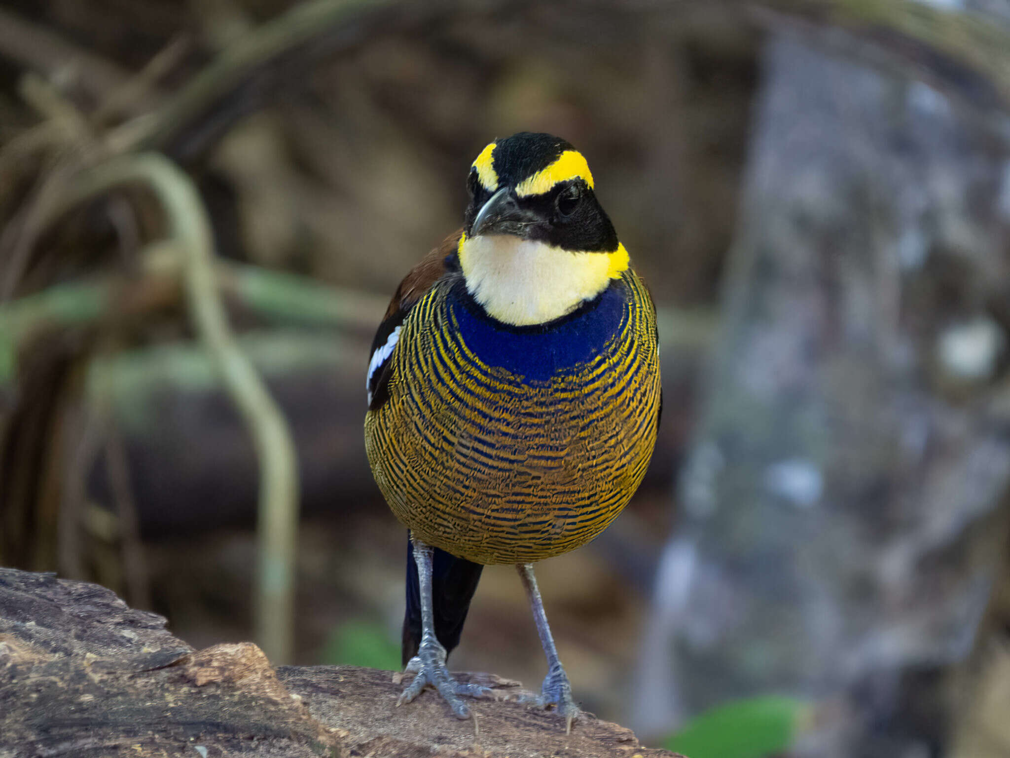 Image of Javan Banded Pitta