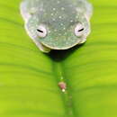 Image of Lesser Hatchet-faced Treefrog