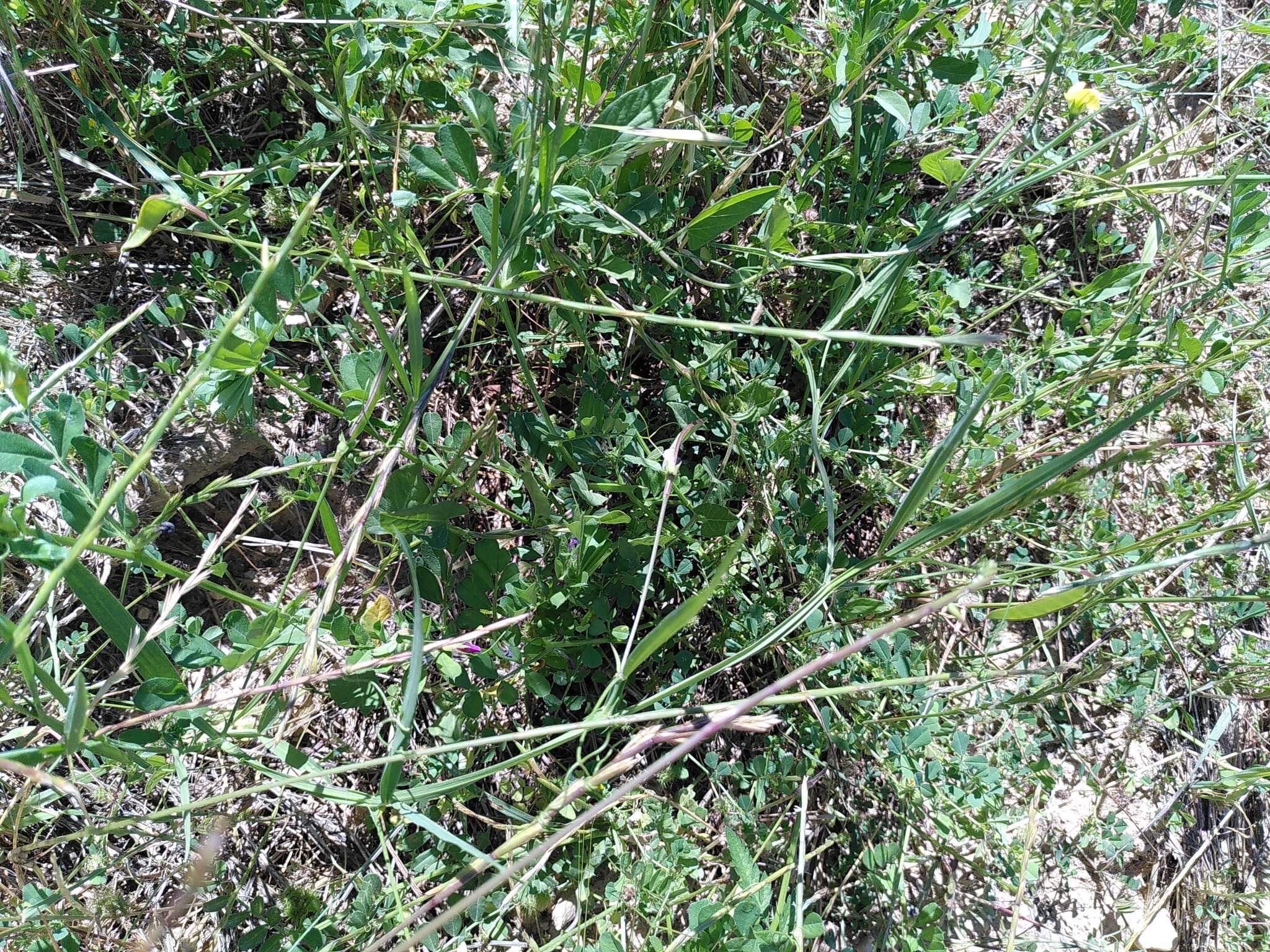 Image of annual vetchling