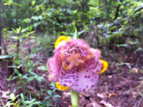 Image of Tigridia meleagris (Lindl.) G. Nicholson