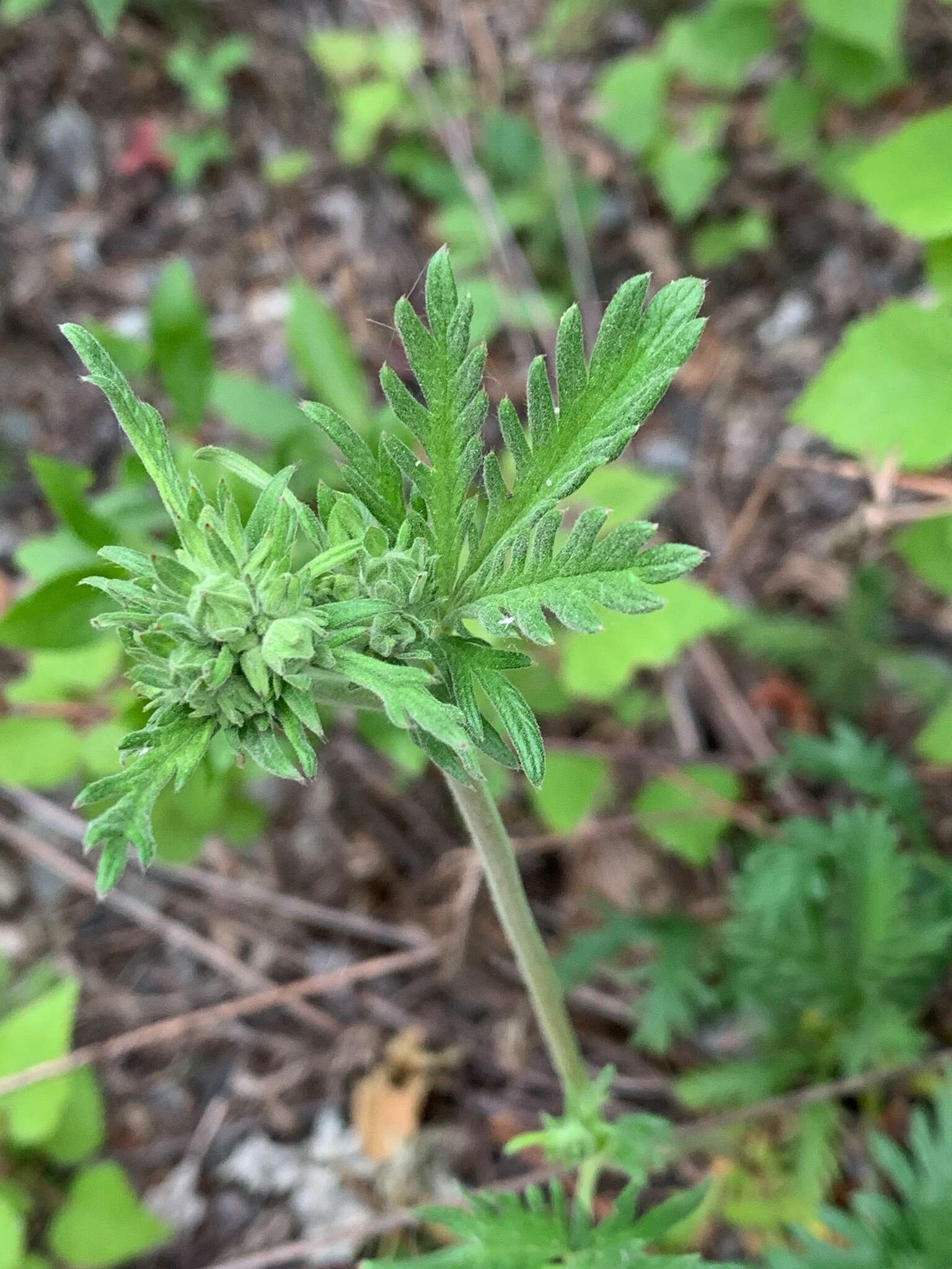 Image de Potentilla pensylvanica L.