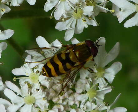 Image of Syrphus torvus Osten Sacken 1875