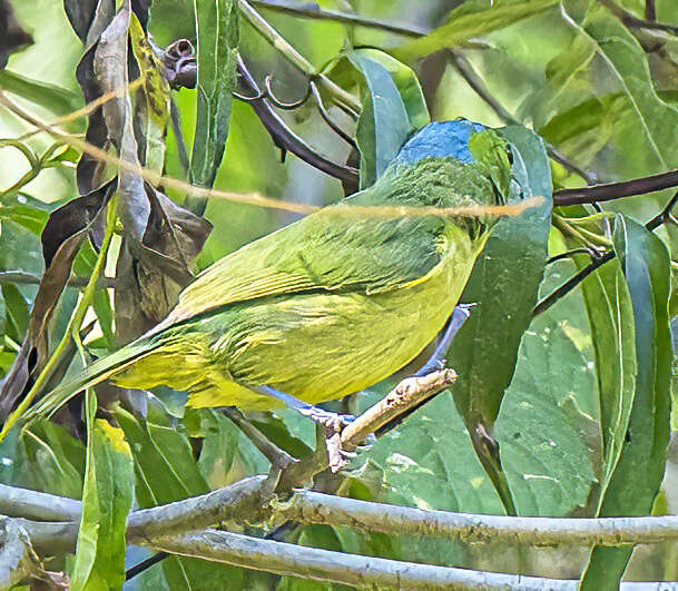 Image of Green Shrike-Vireo