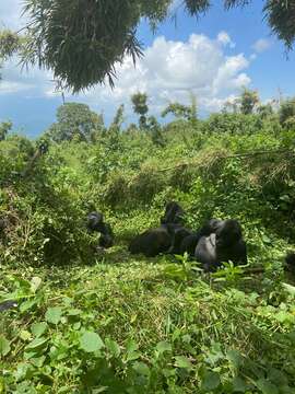 Image of Eastern Gorilla