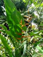 Plancia ëd Heliconia latispatha Benth.