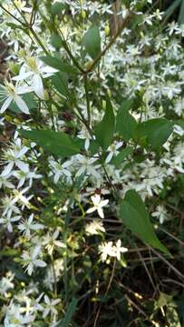 Plancia ëd Clematis flammula L.