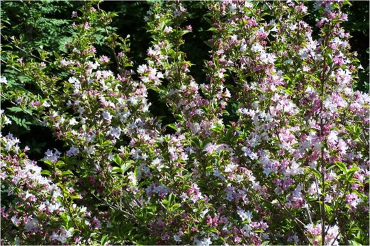 Image of Oldfashioned weigela