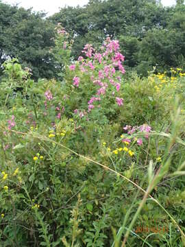 Tephrosia shiluwanensis Schinz resmi