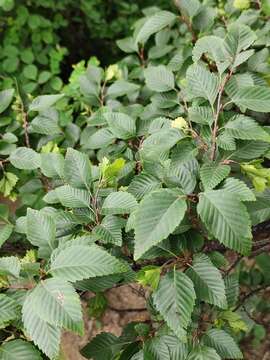 Image of Korean hornbeam