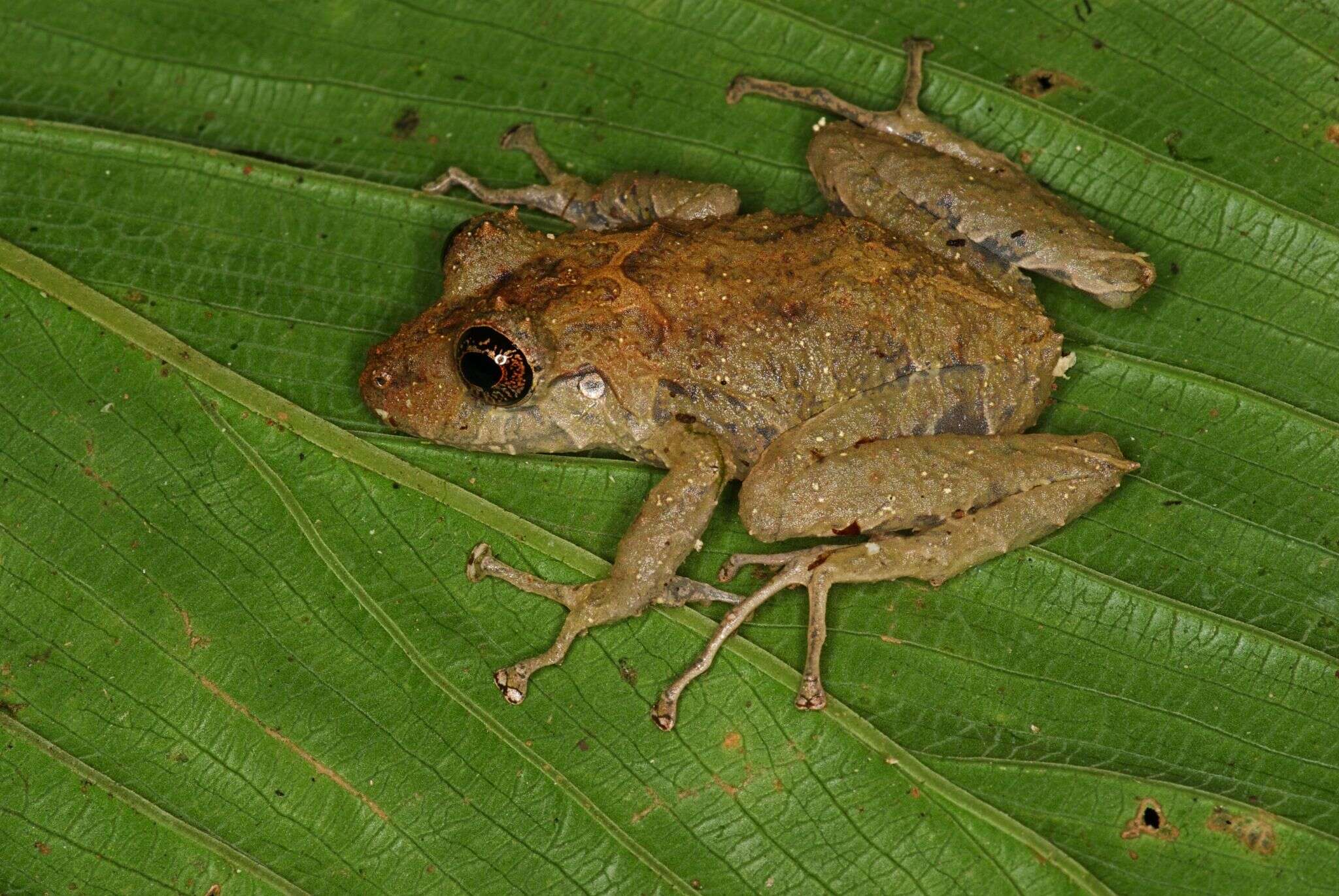 Image of Pristimantis muricatus (Lynch & Miyata 1980)