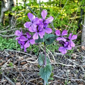 صورة Lunaria annua subsp. annua