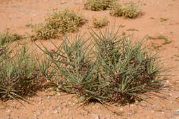 Image of bract milkweed