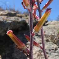 Image of Brittle Adromischus