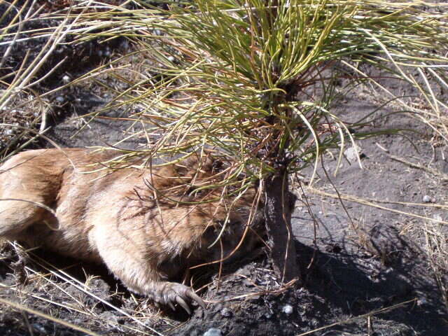 Image of pocket gopher