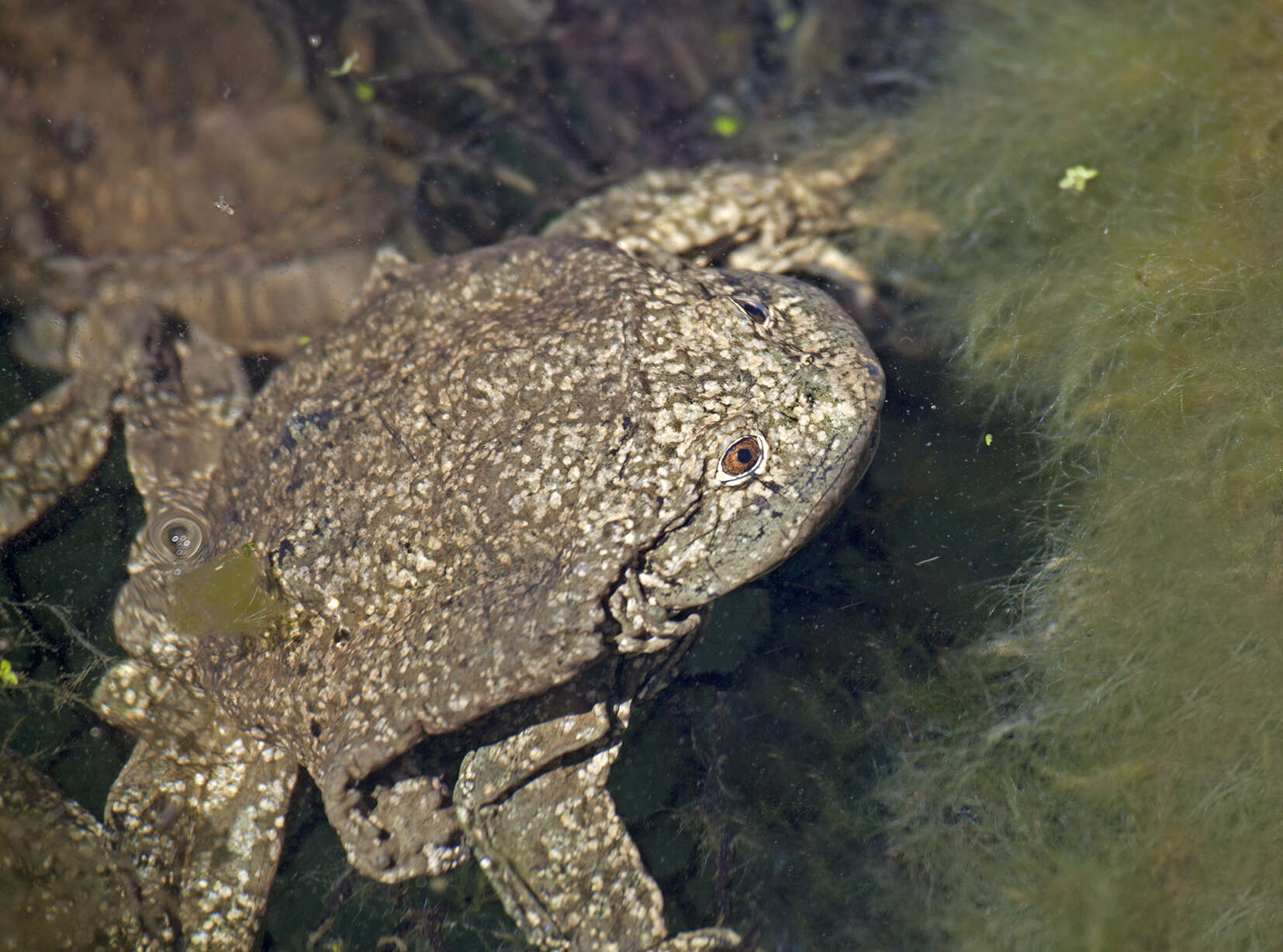 Image of Telmatobius Wiegmann 1834