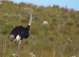 Image of North African ostrich