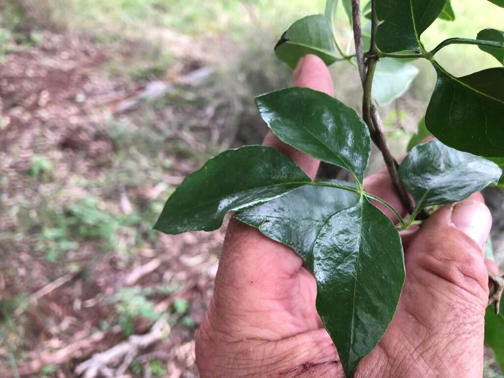 Imagem de Pandorea floribunda (A. Cunn. ex DC.) Guymer