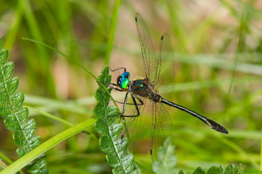 Image of Little Emeralds