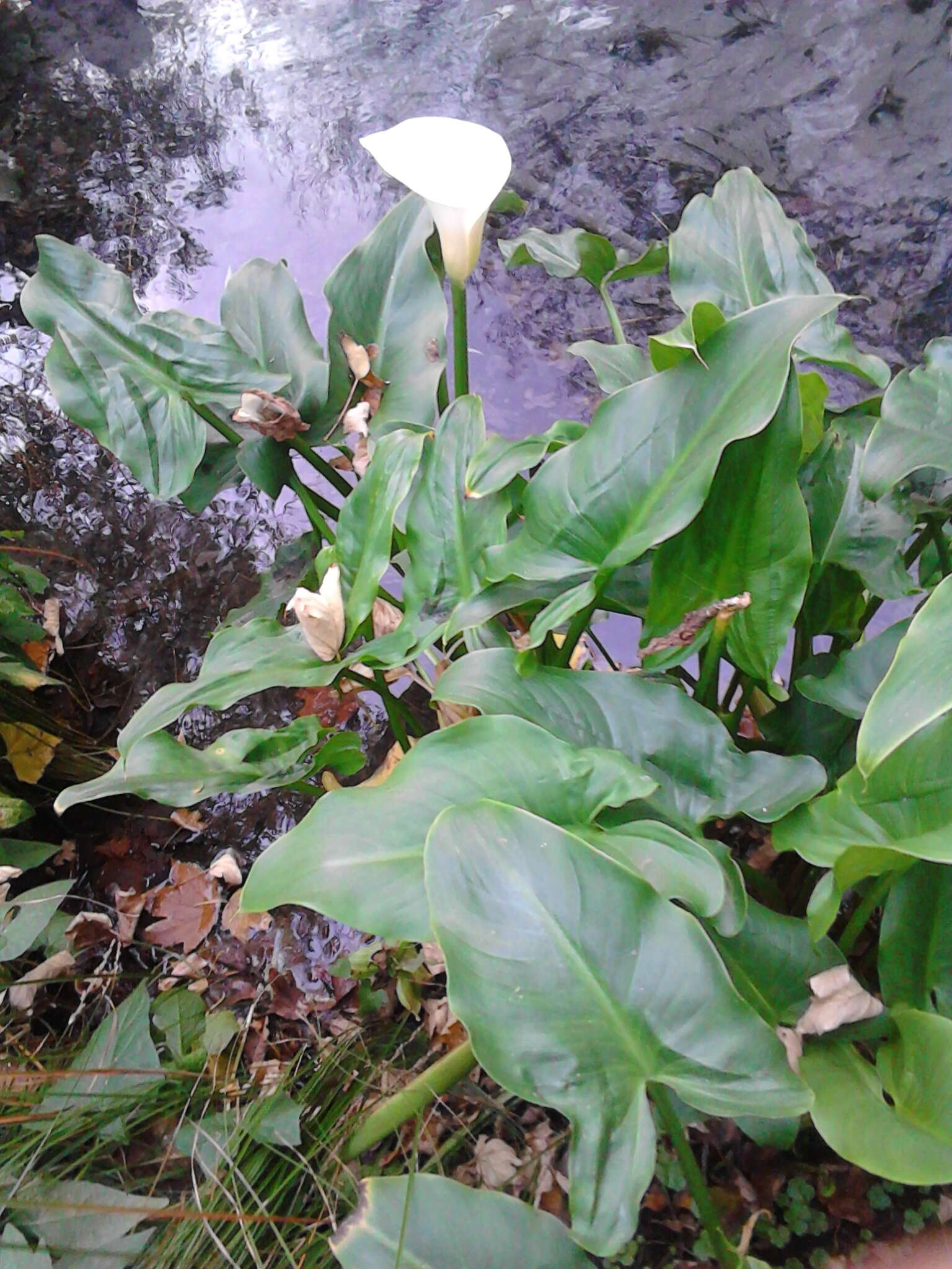 Image of calla lily