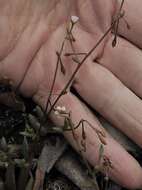 Image of Calandrinia pickeringii A. Gray