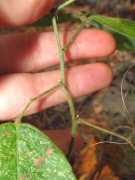 Imagem de Desmodium nuttallii (Schindl.) B. G. Schub.