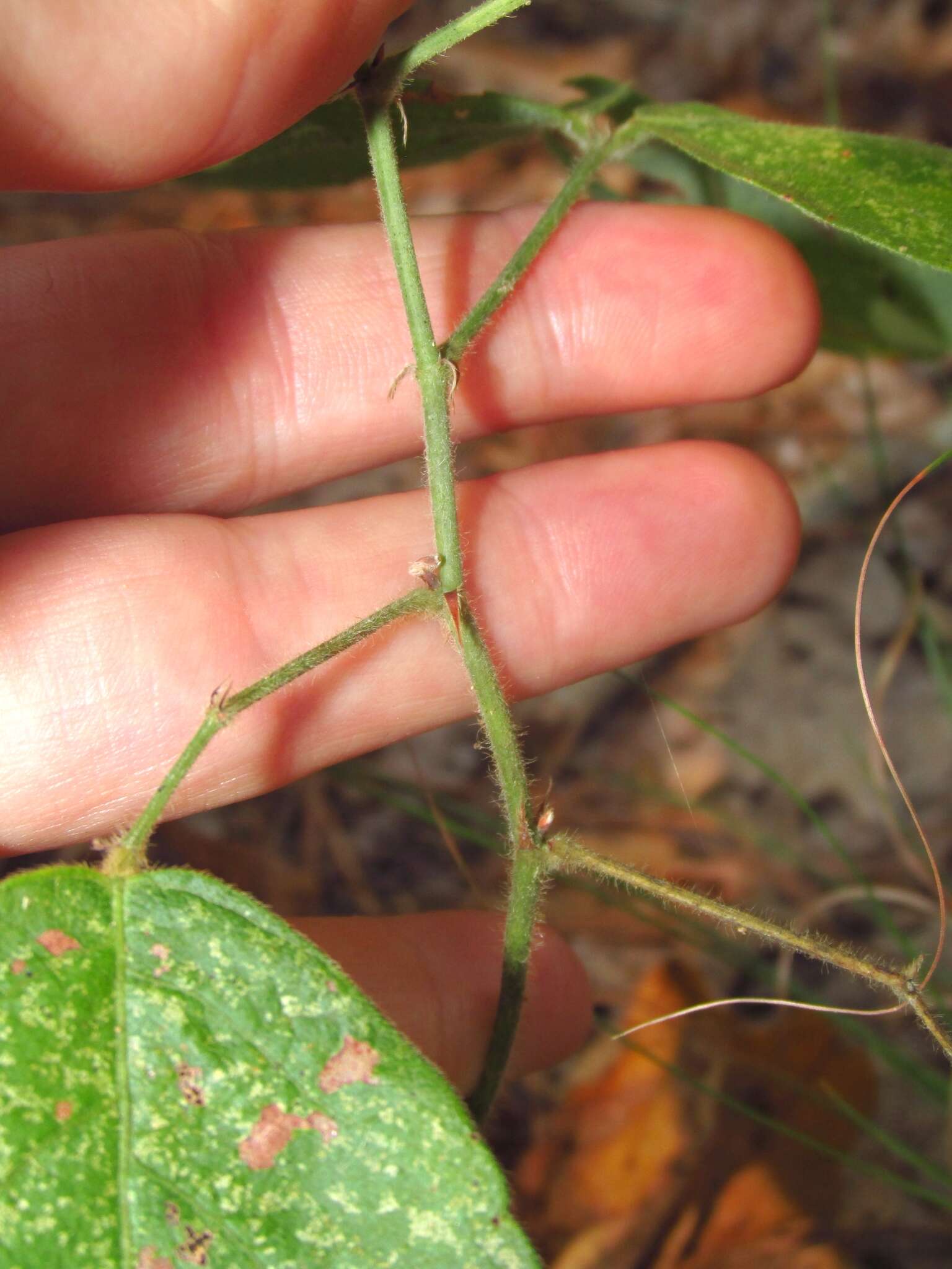 Image of Nuttall's ticktrefoil