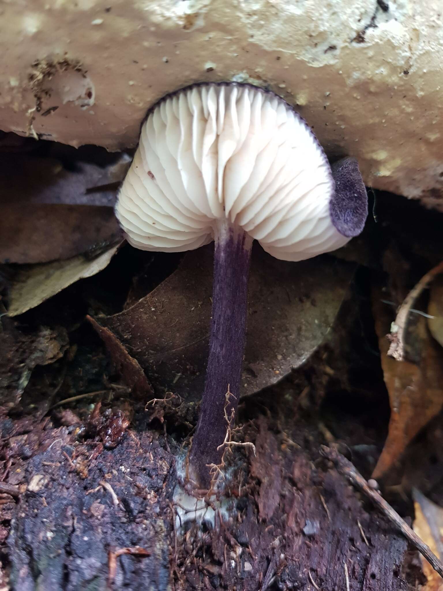 Image of Entoloma panniculus (Berk.) Sacc. 1887