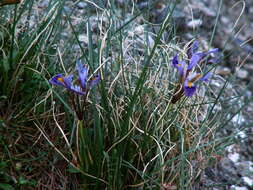 Image of Iris unguicularis subsp. cretensis (Janka) A. P. Davis & Jury