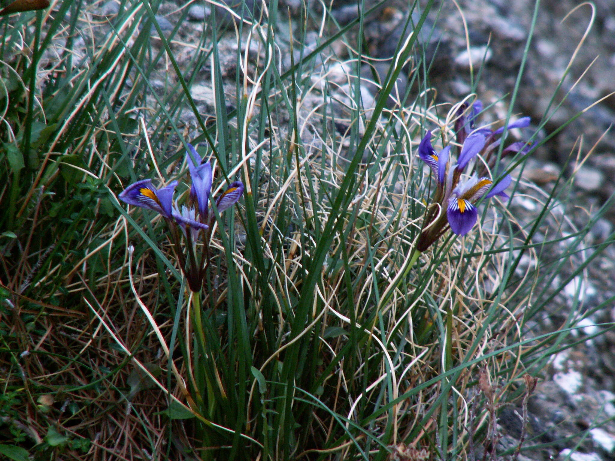 Image of Iris unguicularis subsp. cretensis (Janka) A. P. Davis & Jury