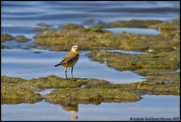 Image of Western Yellow Wagtail