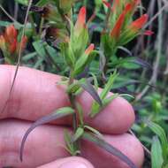 Image of Santa Catalina Indian paintbrush