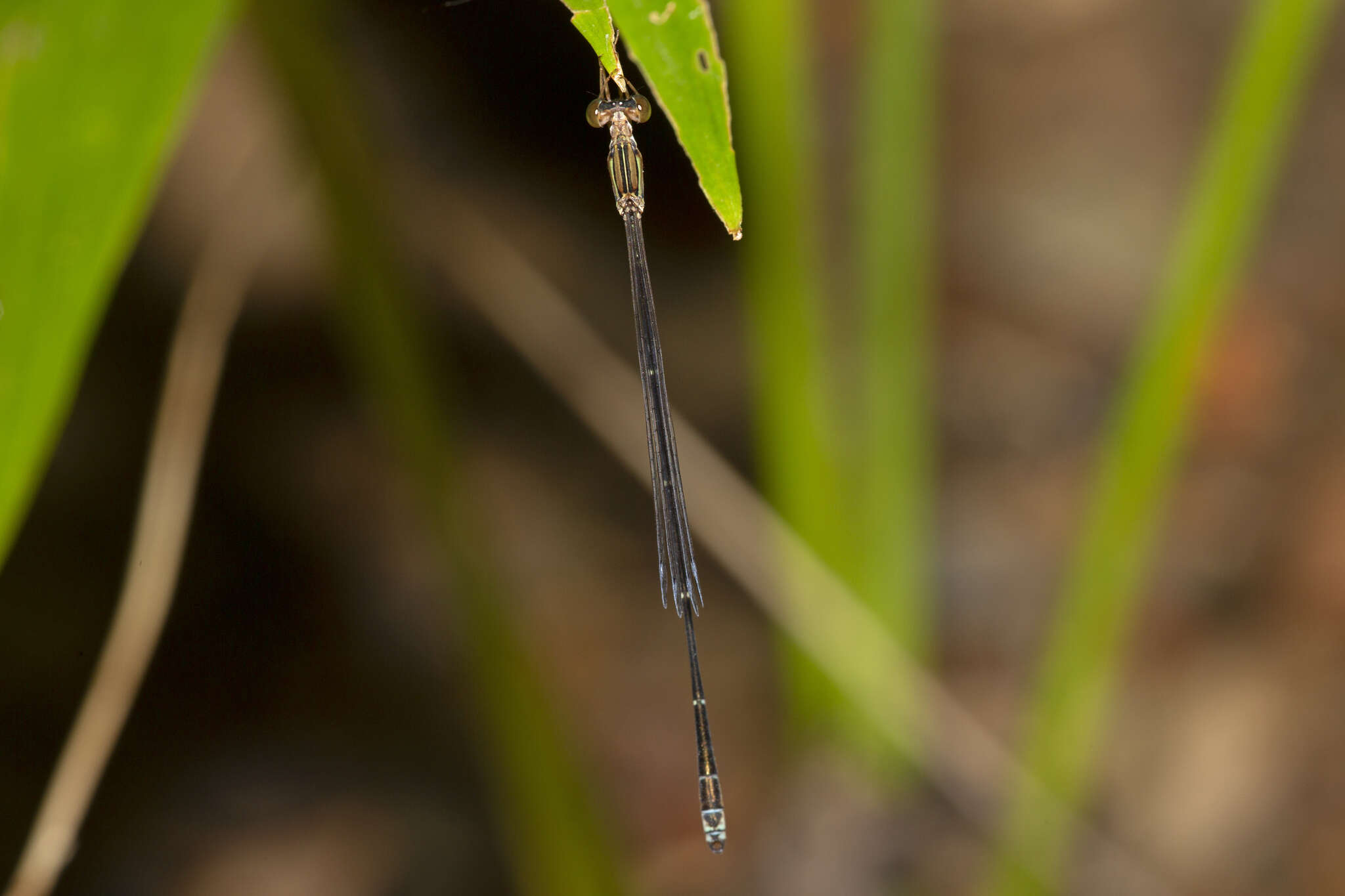 Image of Oristicta Tillyard 1913