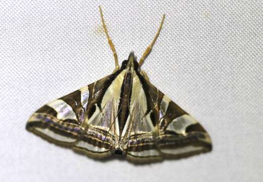 Agrioglypta excelsalis Walker (1866) resmi