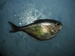 Image of Copper sweeper