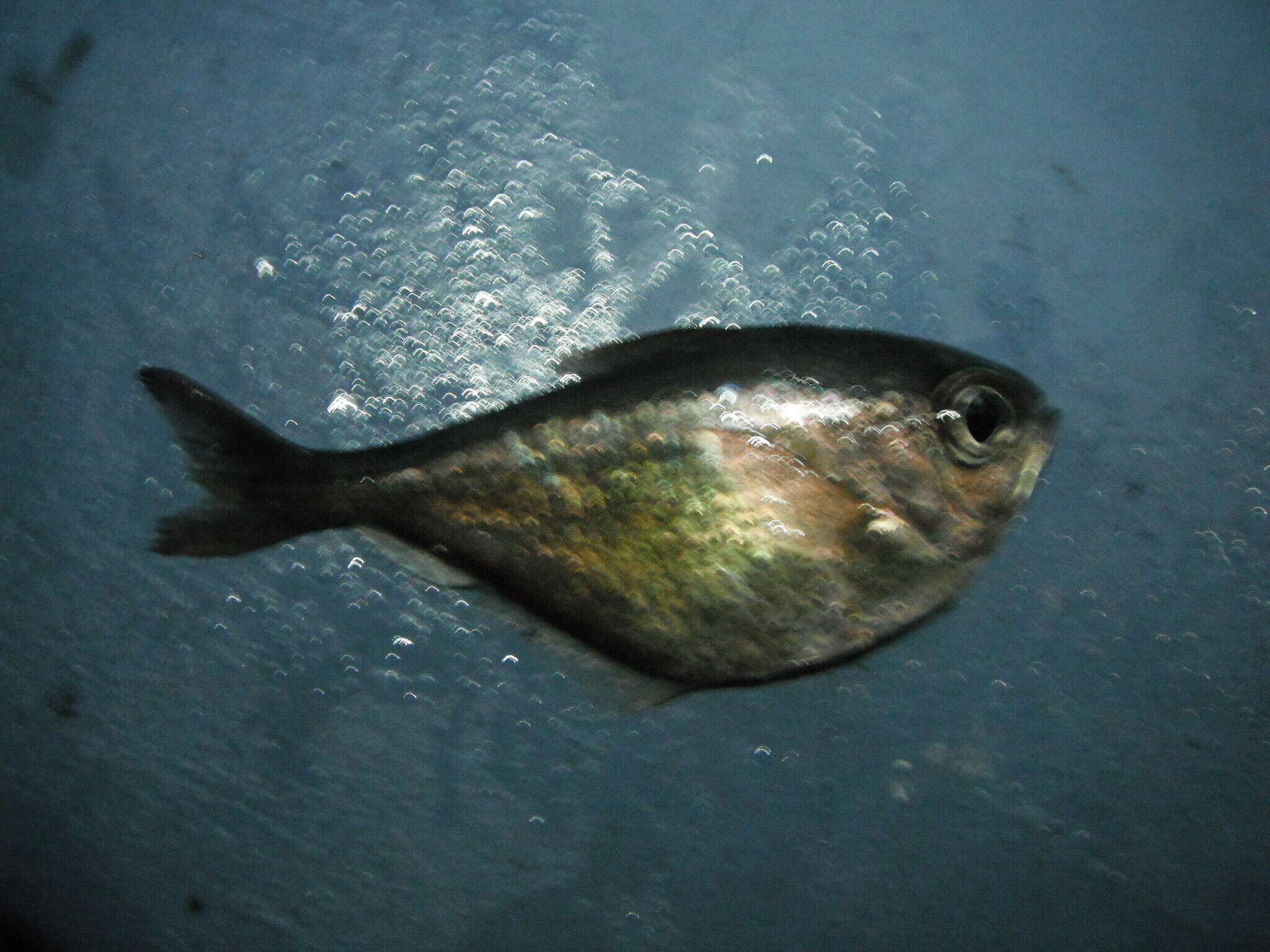 Image of Copper sweeper