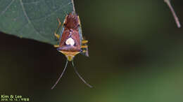 Image of Sastragala esakii Hasegawa 1959