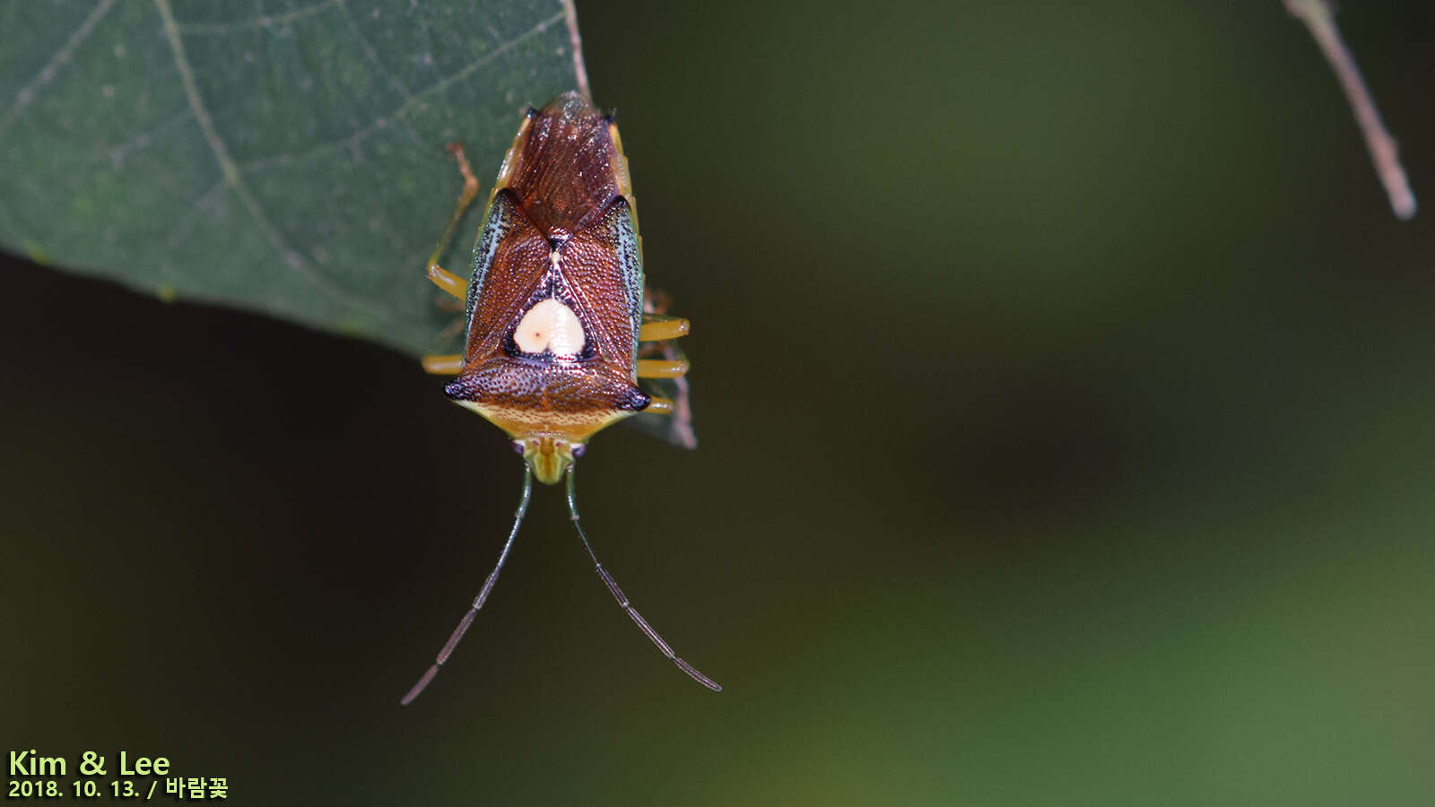 Image of Sastragala esakii Hasegawa 1959