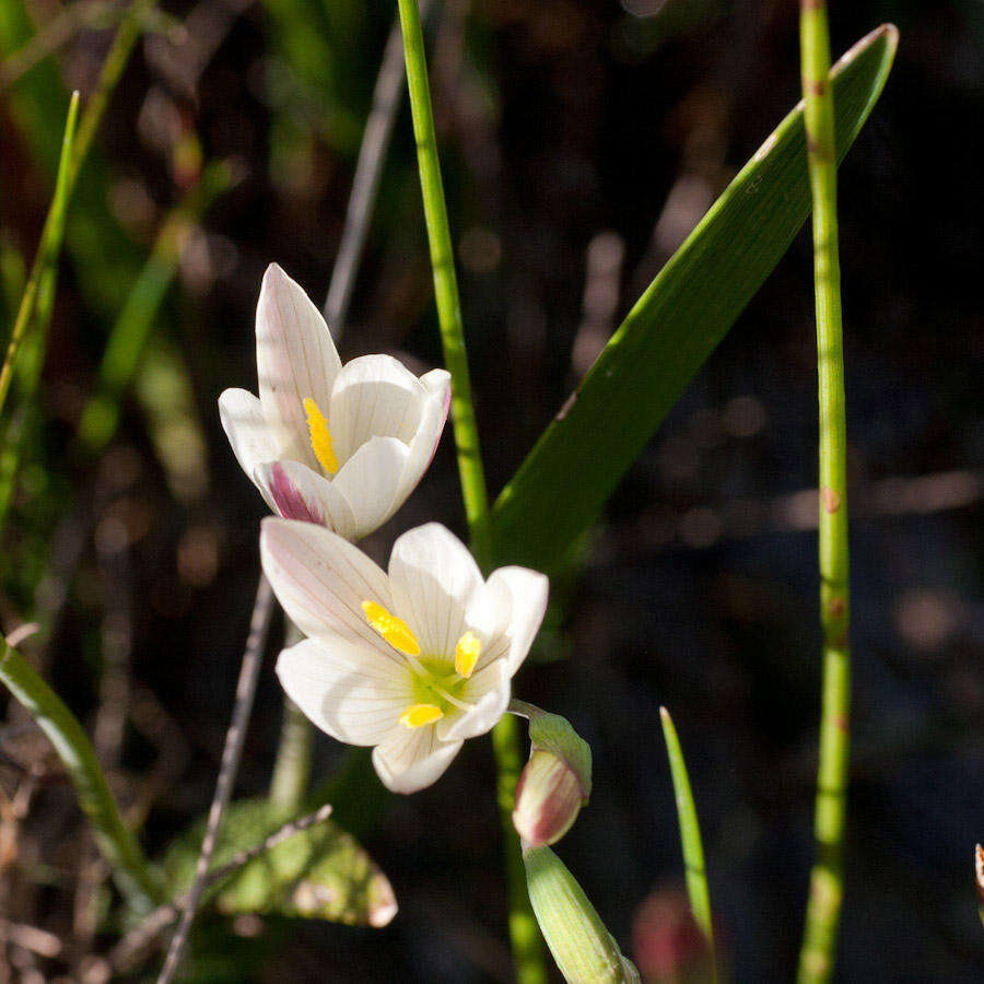 Image of Geissorhiza imbricata subsp. imbricata