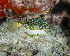 Image of Whitesided boxfish