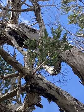 Image of Melaleuca preissiana Schau.