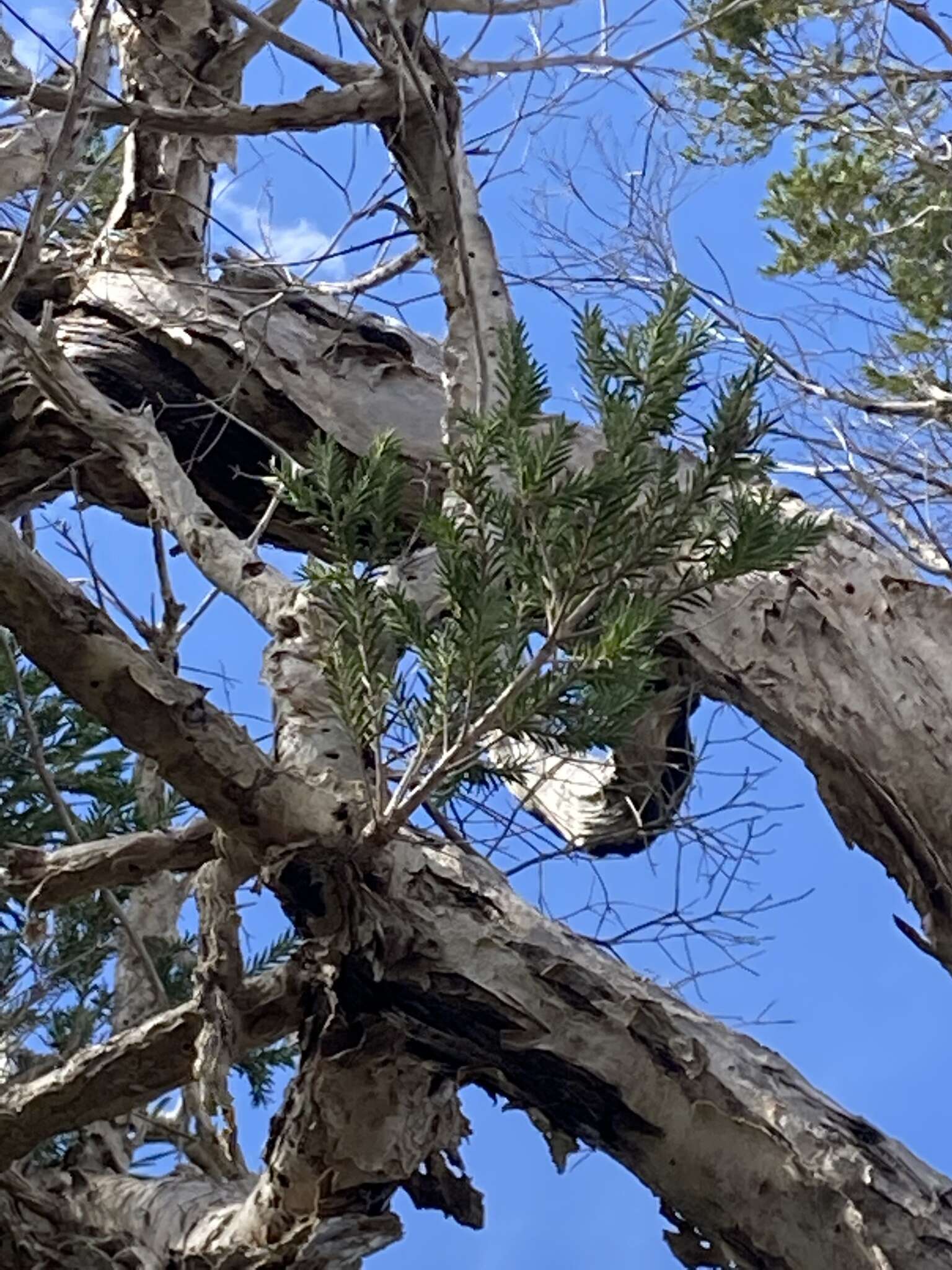 Imagem de Melaleuca preissiana Schau.