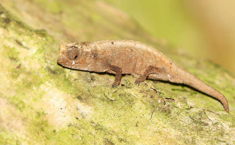 Image of Mount d'Ambre Leaf Chameleon